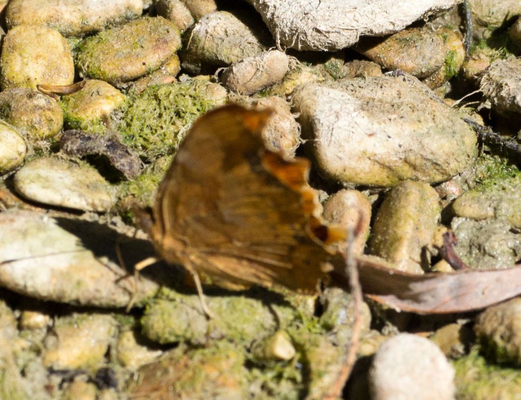 Polygonia c-album o egea ?  Polygonia c-album